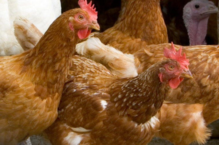 Flu hits commercial bird farm in Weakley County