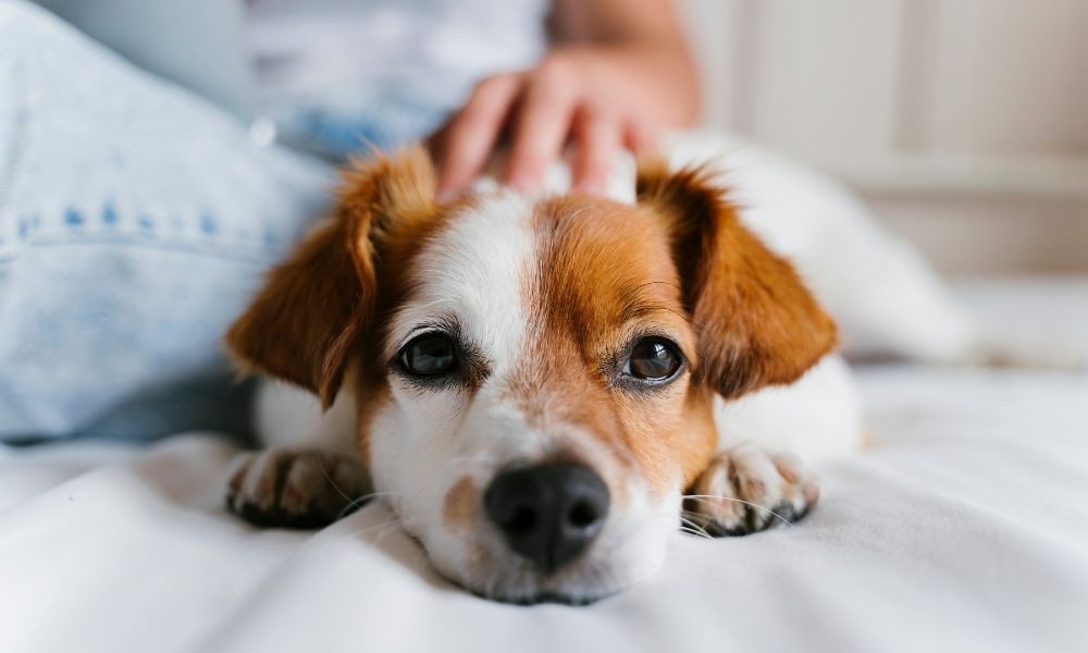 Nonmedicinal Ways To Calm Your Anxious Dog