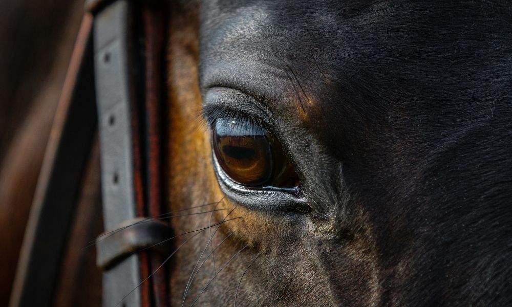 Common Health Complications Horses May Develop