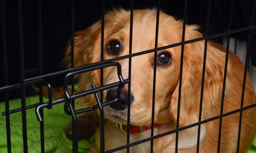 5 Reasons Why You Need To Crate Your Dog