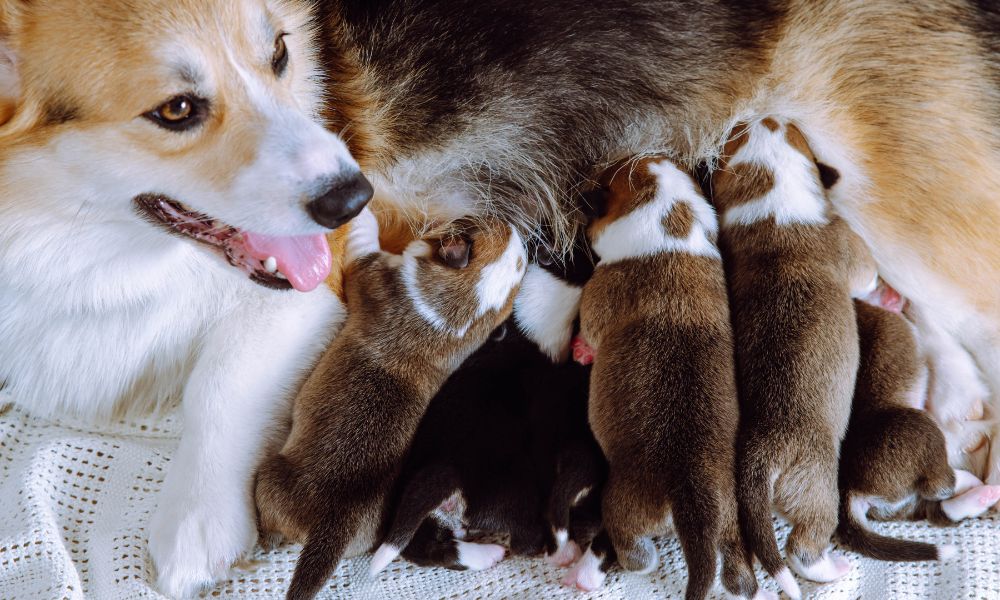 5 Tips for Being a Responsible Dog Breeder