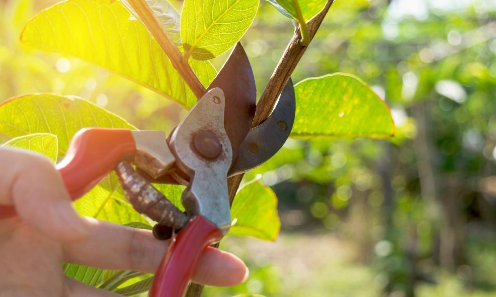 The Reasons Why You Should Prune Your Trees