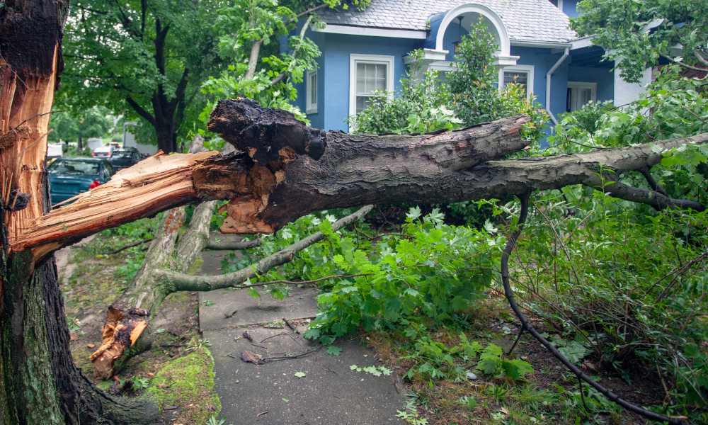 3 Health and Safety Hazards of Dead Trees
