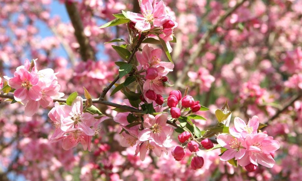 Crabapple Trees: The Benefits of Having One on Your Property