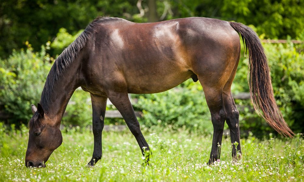 Symptoms of Anxiety in Your Horse and How To Treat Them