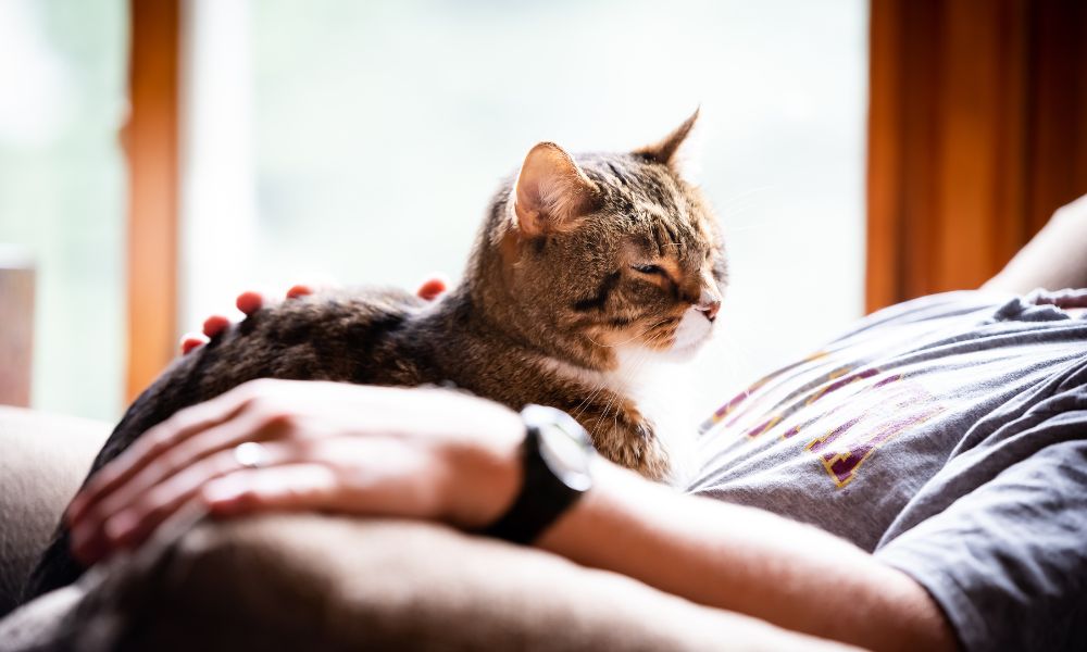 4 of the Best Pets for Older Adults To Have