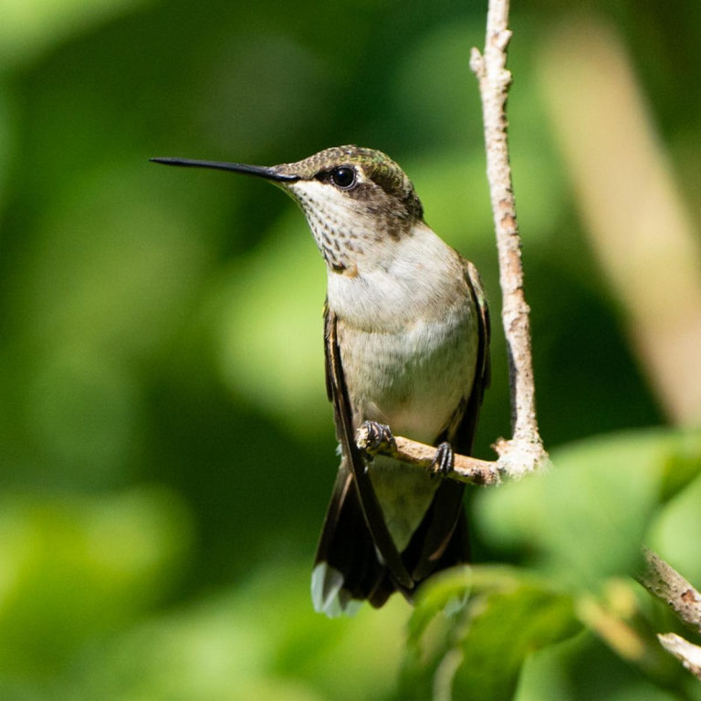 Woodlands Nature Station Hosts 26th Annual Hummingbird Fest