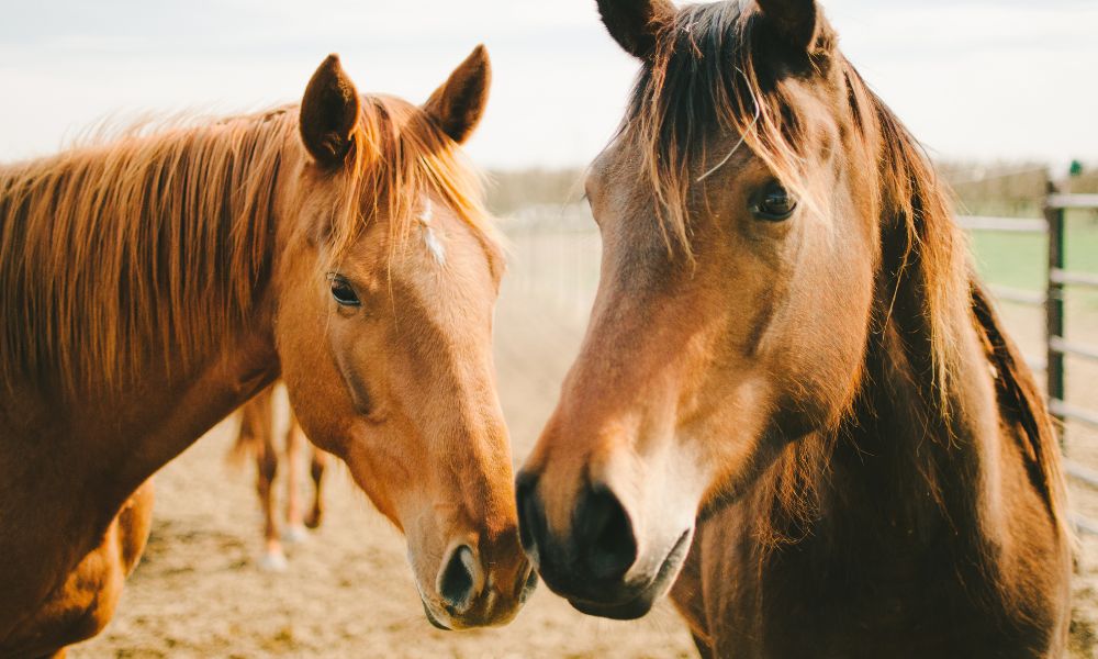 Best Rules To Follow for Feeding Your Horses